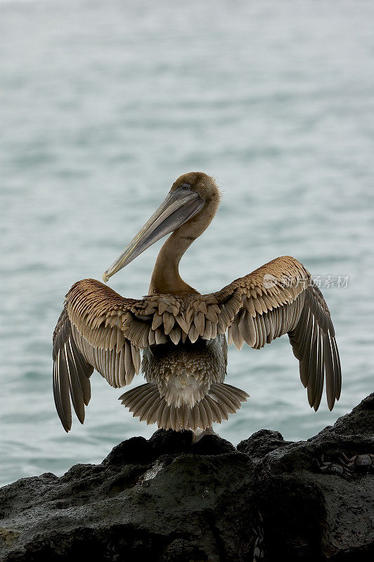 褐鹈鹕(Pelecanus occidentalis)是鹈鹕科的一种鸟，是美洲发现的三种鹈鹕之一，也是两种潜入水中觅食的鸟类之一。加拉帕戈斯群岛，厄瓜多尔。加拉帕戈斯群岛国家公园。塔霍河湾,